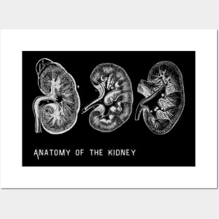 Anatomy of the kidney Posters and Art